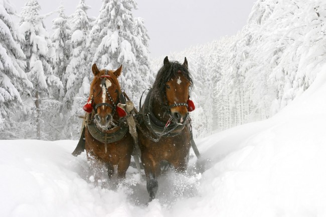 Pferdeschlittenfahrt durch verschneite Wälder in Flachau - ein besonderes Highlight für die kleinen und großen Gäste